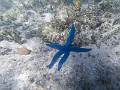 Fiji0620