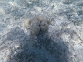 Fiji0621
