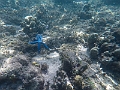 Fiji0622