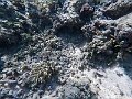 Fiji0623