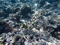 Fiji0624