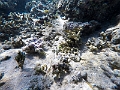 Fiji0625