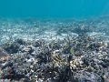 Fiji0626