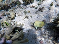 Fiji0627