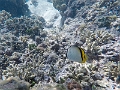 Fiji0628