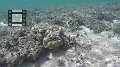 Fiji0629