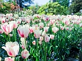 Vancouver141