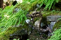 Vancouver181