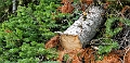 SulphurMountain028