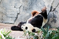 Zoo002