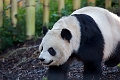 Zoo003
