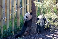 Zoo004