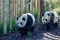 Zoo005