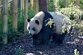 Zoo006