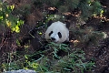 Zoo009