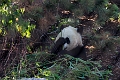 Zoo010