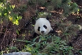 Zoo011