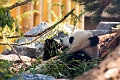 Zoo012