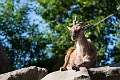 Zoo017