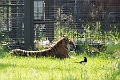 Zoo018