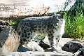 Zoo019