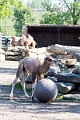 Zoo022