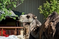 Zoo023