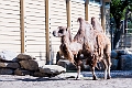 Zoo025