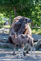 Zoo026