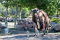 Zoo027