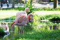 Zoo028