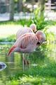 Zoo029