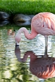 Zoo030