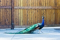 Zoo031