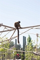 Zoo032