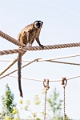 Zoo034
