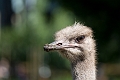 Zoo035