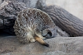 Zoo036