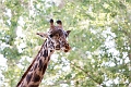 Zoo037