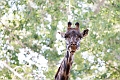 Zoo038