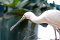 Zoo040
