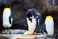 Zoo041