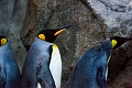 Zoo042