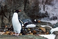 Zoo045