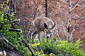 Waterton048