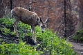 Waterton049