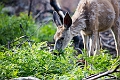 Waterton050