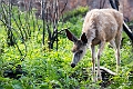 Waterton051