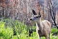 Waterton052