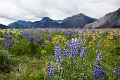 Waterton094